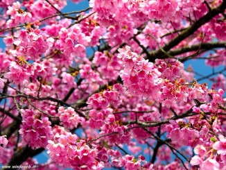 Fine settimana pieno con la Fiera di primavera con “L’arte e la terra”