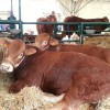 Agriumbria, in mostra il bello e il buono della terra, al via la 49a edizione della fiera
