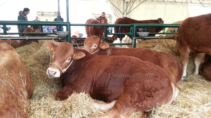 Agriumbria, in mostra il bello e il buono della terra, al via la 49a edizione della fiera