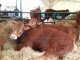Agriumbria, in mostra il bello e il buono della terra, al via la 49a edizione della fiera