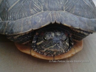 Polizia Locale salva tartaruga d'acqua a Bastia Umbra