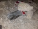 Bastia, incidente via Gramsci