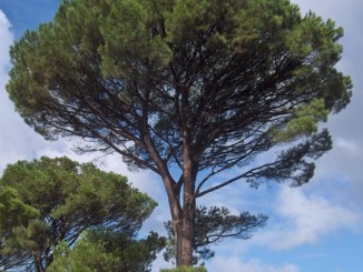 Tutela e salvaguardia verde pubblico insieme sicurezza dei cittadini a Bastia