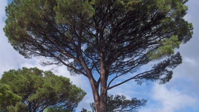Tutela e salvaguardia verde pubblico insieme sicurezza dei cittadini a Bastia