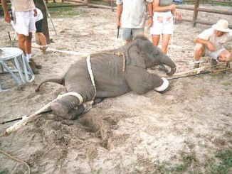 M5s Bastia, stop ai circhi che sfruttano animali