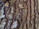 Processionarie dei pini, programmati interventi di potatura a Bastia Umbra