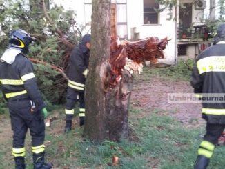 Bomba d'acqua e grandine a Bastia Umbra, cipresso si schianta vicino a una casa