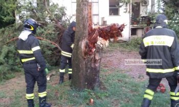 Bomba d'acqua e grandine a Bastia Umbra, cipresso si schianta vicino a una casa