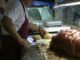 Sagra della Porchetta di Costano e lo "Gnocco del Porchettaio"