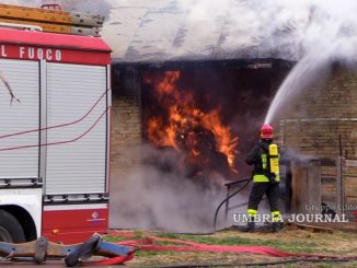 Incendio ricovero animali sulla Torgianese muoiono 2 bovini da esposizione