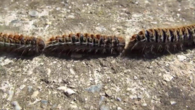 A Bastia Umbra giovedì si spara ai nidi di processionaria, nessuna paura