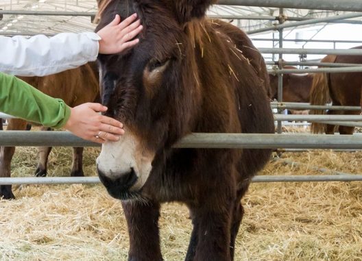 Agriumbria, evento per grandi e piccini, oltre 600 animali e tante curiosità