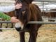 Agriumbria, evento per grandi e piccini, oltre 600 animali e tante curiosità