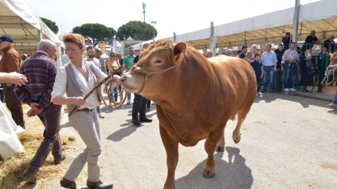 Agriumbria anno 50, è tutto pronto per il taglio del nastro ad Umbriafiere