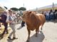 Agriumbria anno 50, è tutto pronto per il taglio del nastro ad Umbriafiere