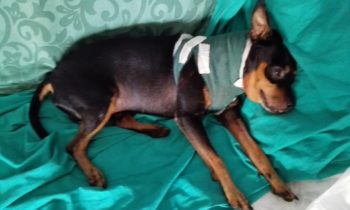 Cagnolino azzannato da un Pitbull a Bastia, guardato come l'ha ridotto