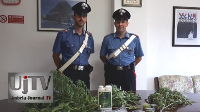 Scoperti a Bastia Umbra mentre innaffiavano tre piante di marijuana, due giovani nei guai