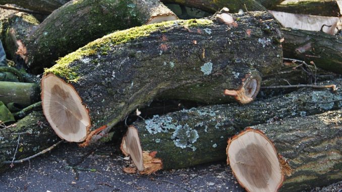 RAMI Bastia Umbra, completato l’abbattimento di 19 alberi