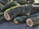 Bastia Umbra, completato l’abbattimento di 19 alberi