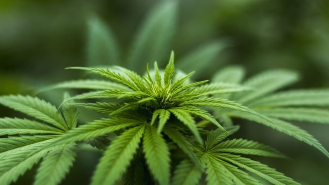 Cannabis, quale futuro terapeutico? Se ne parla a Bastia Umbra