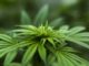 Cannabis, quale futuro terapeutico? Se ne parla a Bastia Umbra