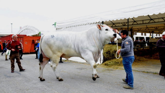 ANABIC ad AgriUmbria 2024, celebrazione Genetica Bovina Italiana