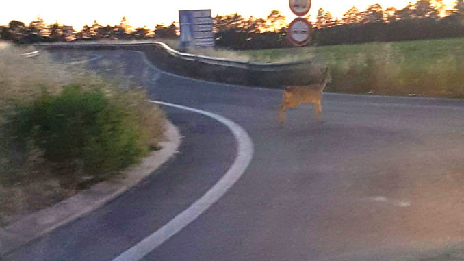 Capriolo avvistato lungo la strada 147 assisana a Ospedalicchio di Bastia Umbra