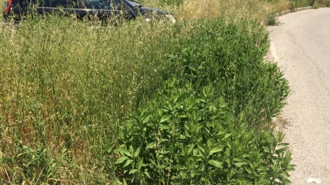 Zone di Bastia Umbra lasciate all'incuria, la rabbia di un cittadino