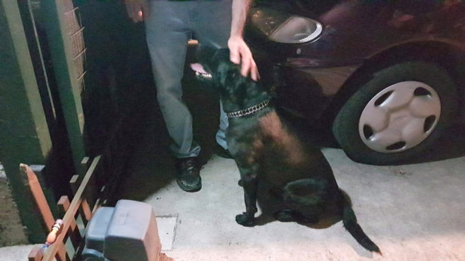 Avventura a lieto fine per Niki, cucciolo gigante si era perso nella notte