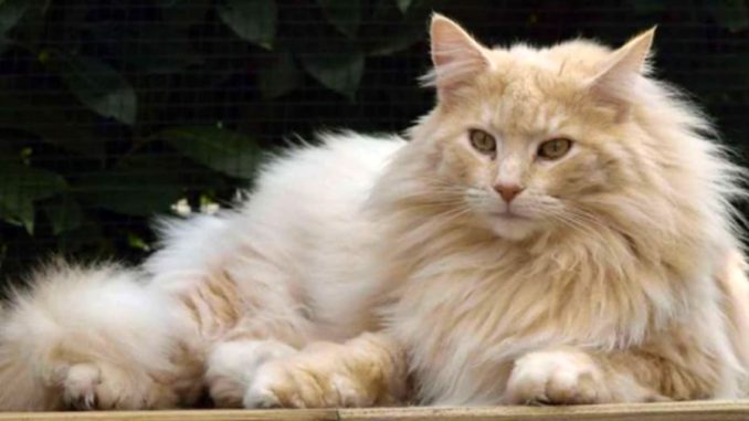 Amici a 4 zampe animali da compagnia la manifestazione a Umbriafiere