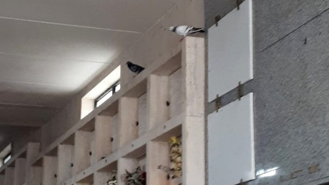 Cimiteri a Bastia Umbria, PD, dove sta la manutenzione?