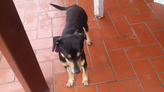 Aiutiamo Angelo Morelli a ritrovare Dik, cagnolino dolce e giocherellone