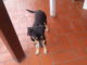 Aiutiamo Angelo Morelli a ritrovare Dik, cagnolino dolce e giocherellone