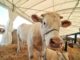 Dal 17 al 19 settembre a Bastia Umbra torna Agriumbria
