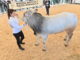 Causa coronavirus Agriumbria rinviata al 18-20 settembre 2020 