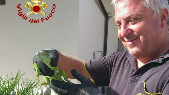 Un'iguana in giardino a Bastia Umbra recuperato dai vigili del fuoco