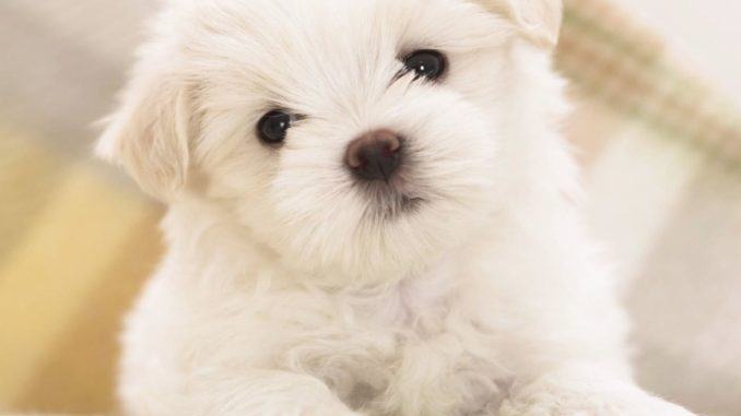 Compra cucciolo online paga 200 euro è un truffa né cane e né venditore Compra cucciolo online paga 200 euro è un truffa né cane e né venditore