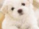 Compra cucciolo online paga 200 euro è un truffa né cane e né venditore