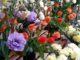 Fioristi e florovivaisti Bastia su ordinazione potranno mettere fiore nei cimiteri