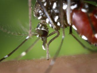 Prevenzione contro zanzare e malattie trasmesse dall'insetto, regole per la città