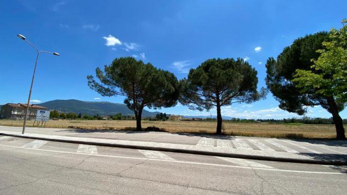 Gli alberi producono anche ricchezza, M5S: "Riusciamo a capirlo?"