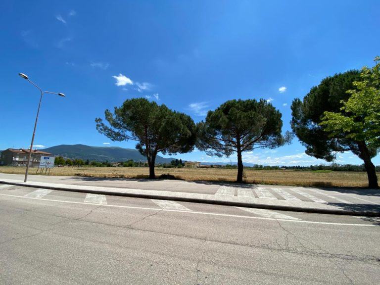 Gli alberi producono anche ricchezza, M5S: "Riusciamo a capirlo?"