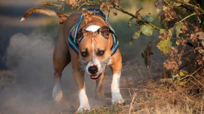Pitbull aggredisce un cane e il suo padrone, accade a Bastia Umbra