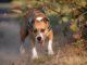 Pitbull aggredisce un cane e il suo padrone, accade a Bastia Umbra