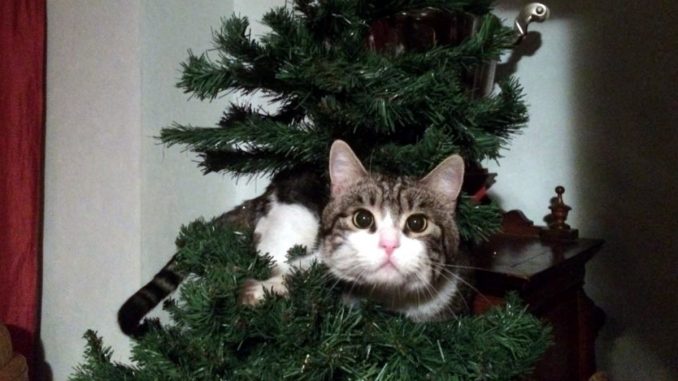 Romeo, il gatto che se ne andava da solo...un amore di micio