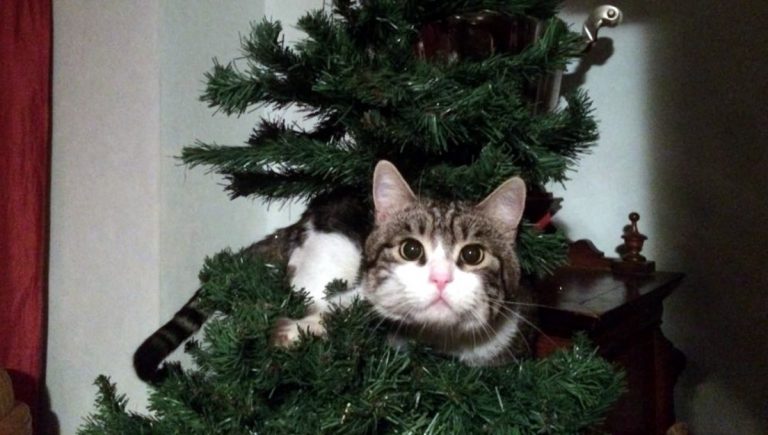 Romeo, il gatto che se ne andava da solo...un amore di micio