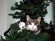 Romeo, il gatto che se ne andava da solo...un amore di micio