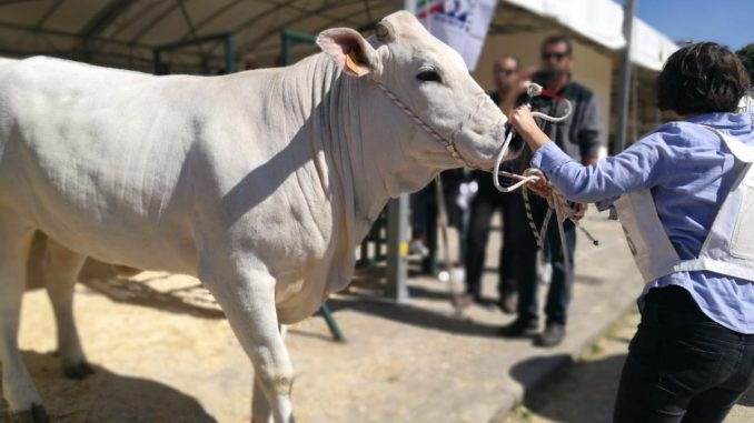 Agriumbria, attesa e rinascita per gli operatori delle filiere, tante le adesioni