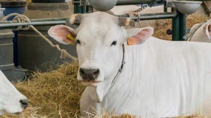 Allevamenti green e di qualità: così si salva la zootecnia e l’ambiente