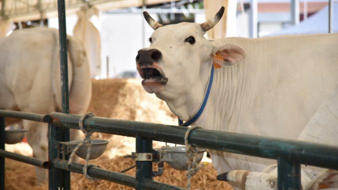 L'Umbria al centro del mondo agricolo italiano, programma Agriumbria
